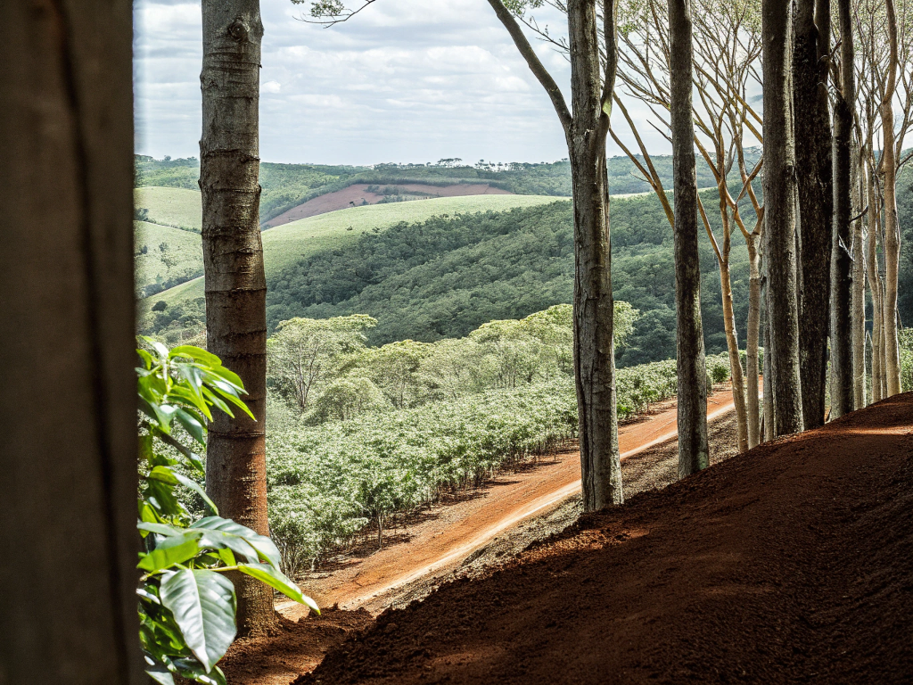 View through trees of a coffee plantation on rolling hills in Minas Gerais, showcasing terroir.