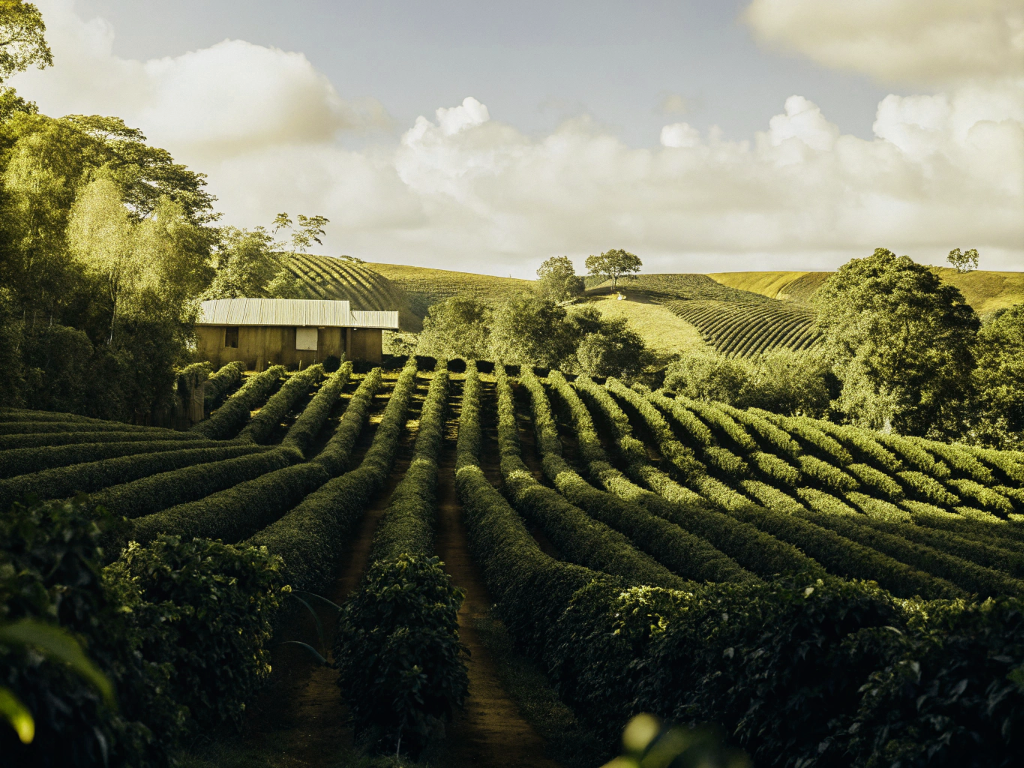 Central Mineira coffee region