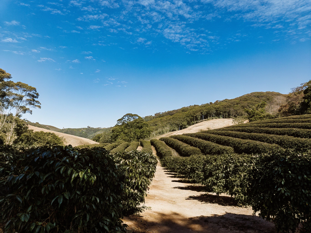Vale do Mucuri coffee region