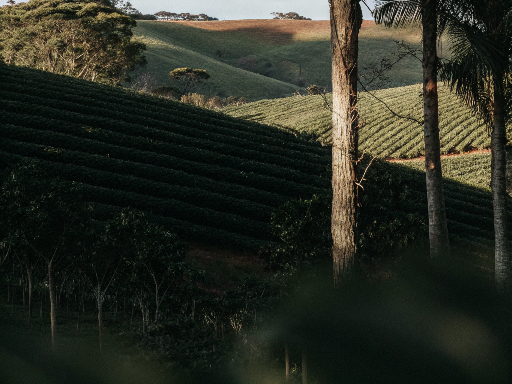 Rolling hills of coffee plantations in Campo das Vertentes, with prominent tree trunks in the foreground.