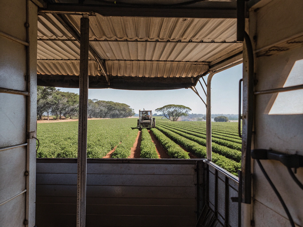 View from inside a harvester, looking out at a tractor working in the coffee fields of Cerrado Mineiro.