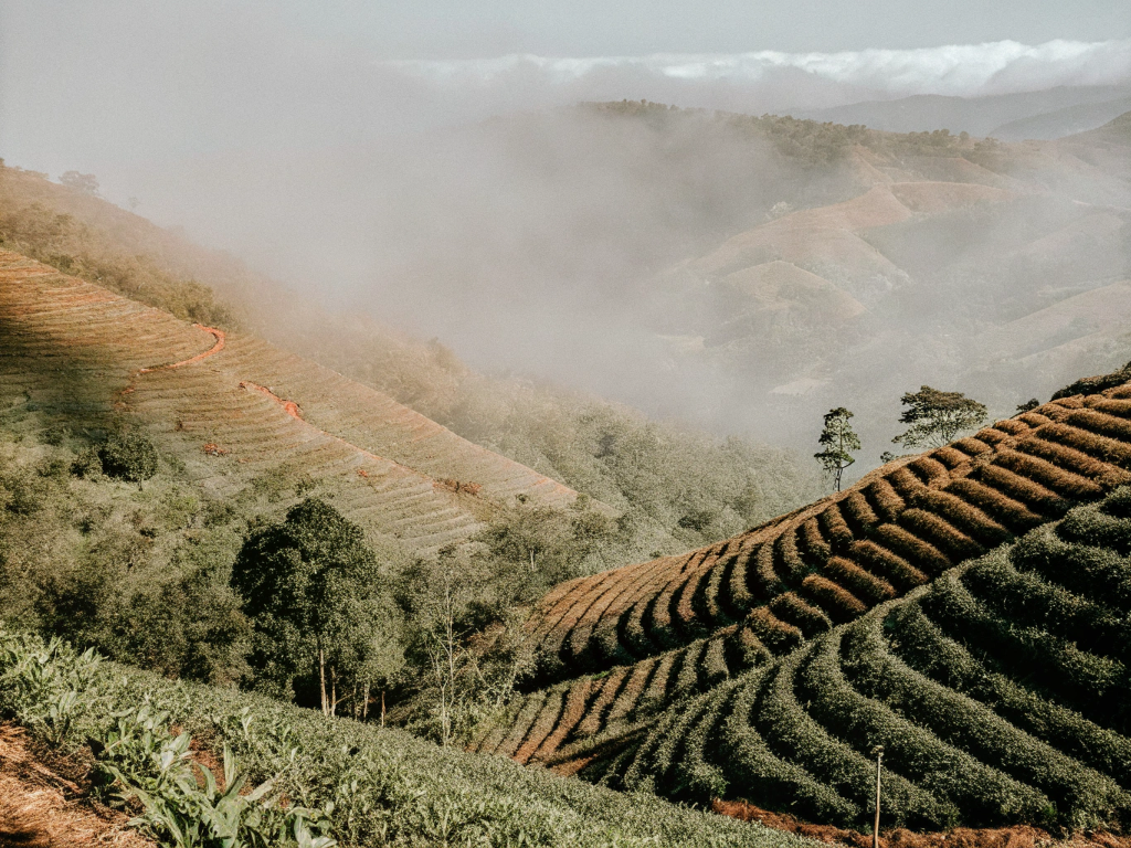 Misty, terraced coffee plantations on steep mountainsides in Matas de Minas.