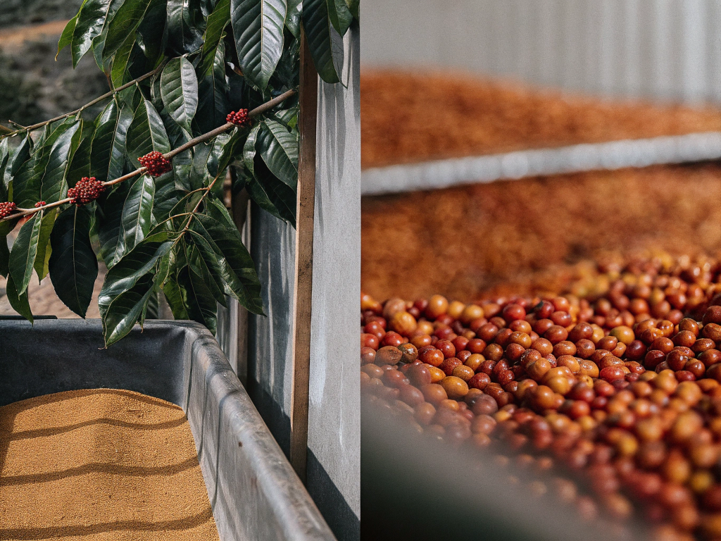 Diptych showing coffee cherries on a branch and processed beans, alongside a close-up of drying cherries in Sul de Minas.