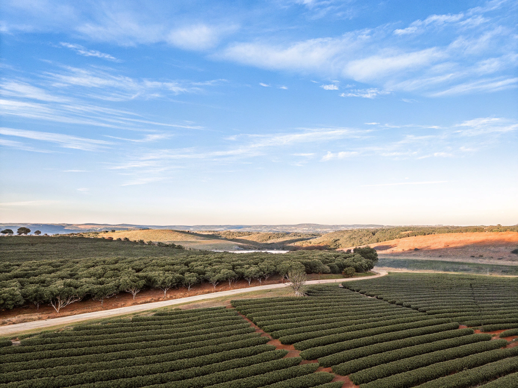 Expansive coffee fields under a blue sky in Triângulo Mineiro/Alto Paranaíba.