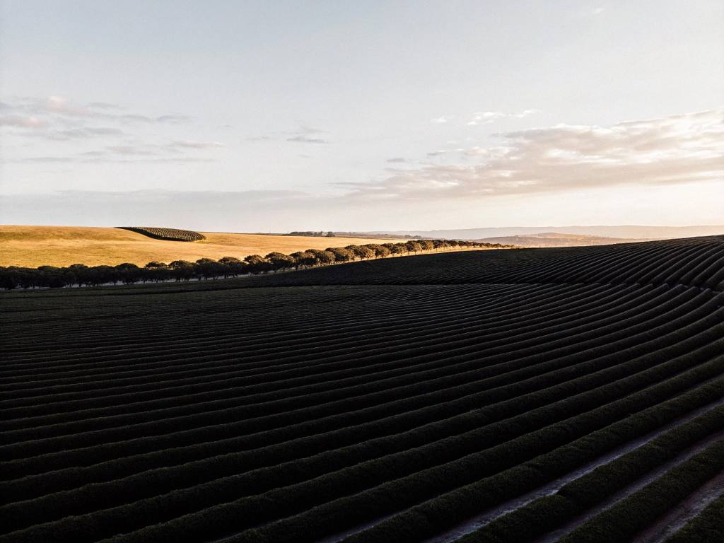 Rolling hills of coffee plants in Triângulo Mineiro/Alto Paranaíba during golden hour.