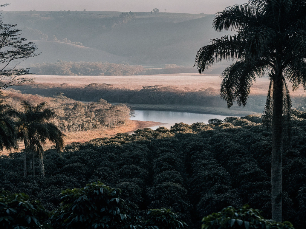 Scenic view of a coffee plantation and river in Vale do Rio Doce, framed by palm trees.